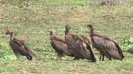 Day 2 – Hooded and White-backed Vultures waiting with guts full near dead Hippo