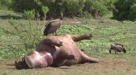 Day 2 - White-backed Vultures with full crops standing on the dead Hippo