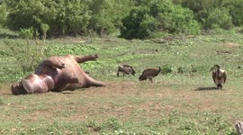 Day 2 - White-backed Vultures with full crops standing close to the dead Hippo