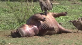 Day 2 - White-backed Vultures squabbling over the dead Hippo