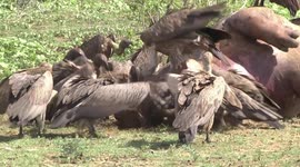 Day 2 - White-backed Vultures squabbling over then removing the dead Hippo’s tongue!