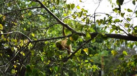 A baby white faced gibbon in a tree.
