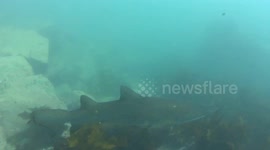 Freediving with Grey Nurse Sharks - Bushrangers Bay, NSW, Australia