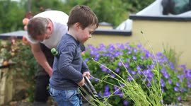 Small boy in the garden, cuts the heads off the flowers.