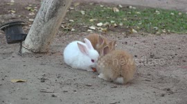 A duck steals food from the bunny rabbits and confuses them.
