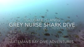 Diving with Grey Nurse Sharks