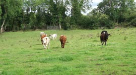 Cute cows and calves in a field.