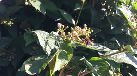Bee collecting pollen in slow motion