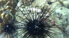 Sea Urchin Pooping