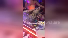 Newsflare Edit - Little doggo in a club
