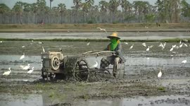 Rice Farmer ploughing a paddy field, surrounded by hungry birds.