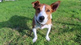 A funny dog wants to play fetch, with a rotten apple.