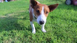 Funny jack russel terrier, dog wants to play fetch, with a rotten apple.