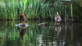 Ducks relaxing on a lake get a scare and have to run for their lives.