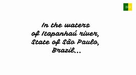 The beauty running waters of Itapanhaú river in Brazil