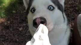 Dog goes cross eyed eating ice cream