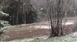 June 3, 2018 | Western Newfoundland: birds confused amid snowfall