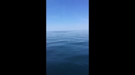 Amazing Dolphin Pods Swim with Boat in Northern Scotland