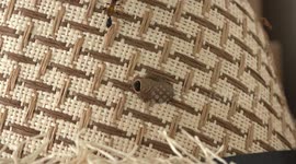 A hornet builds a nest in my house, and selects my hat.