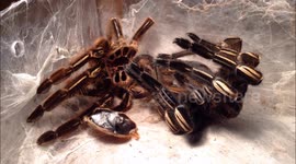 Watch a tarantula moult in time-lapse video