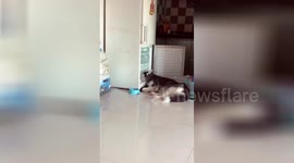 Husky sleeps with head in fridge to cool off