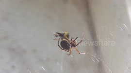 Widow spider traps & kills a wasp