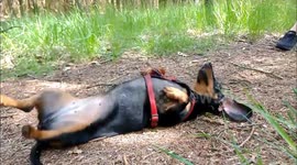 Dachshund rolling on her back in an ants nest