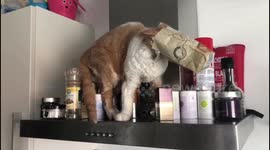 Cat gets its head stuck in a bag of cat food