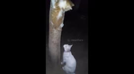 Mama Rescuing her kitten