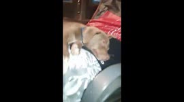 My dog wont wake up