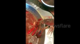 Crayfish tears off own claw to avoid being cooked