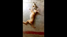 Dog and cat hang out and play fight