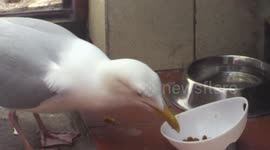 Stealthy seagull checks coast is clear before stealing cat food