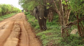 Elephant getting close