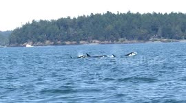 whale watching orca whales beautiful bc