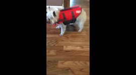 Dog’s first time in life jacket (watch until the end!)