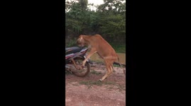 Cow tries to mount a motorbike in Thailand