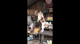 Heartbroken hound stands on hind legs to see ‘girlfriend' with another dog