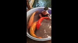 Toddler splashing around in tub with three carp