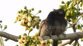 Two Black Beauty Romance On Tree