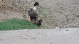 A Duck Fight With Another
