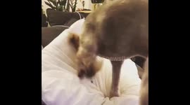 Puppy loves his pillow