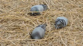 This Pigeon Are Digging The Garbage And Eating There Food || Real Indian Village Bird Video Full Hd