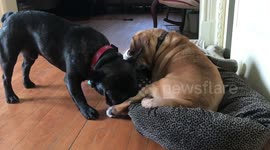 A PARALYZED DOG AND HER BEST FRIEND (Pudge & Barnie)