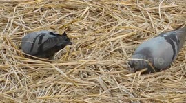 This Pigeon Are Digging The Garbage And Eating There Food || Real Indian Village Bird Video Full Hd