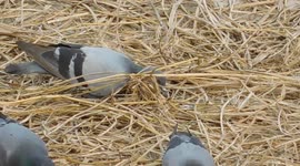 This Pigeon Are Digging The Garbage And Eating There Food || Real Indian Village Bird Video Full Hd