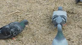 This Pigeon Bird Are Searching For Food In Garbage || Real Indian Village Bird Video Full Hd