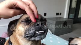 Hilarious dog with underbite