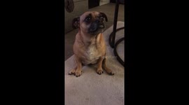 Dog sits like human