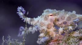 Blue ring octopus shakes tentacles